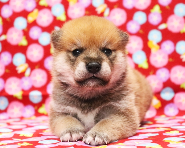 赤柴雄No1　7/20撮影　生後20日