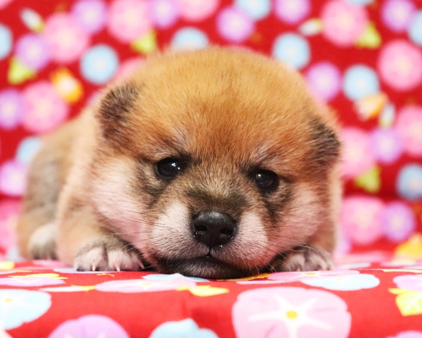 赤柴雄No1　7/20撮影　生後20日