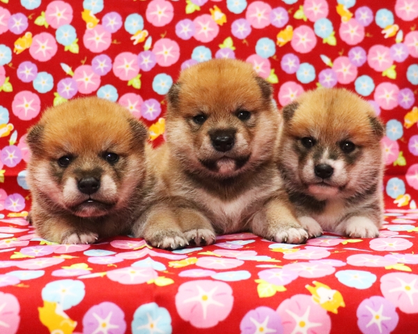 赤柴母犬びわの子犬　7/20撮影　生後20日