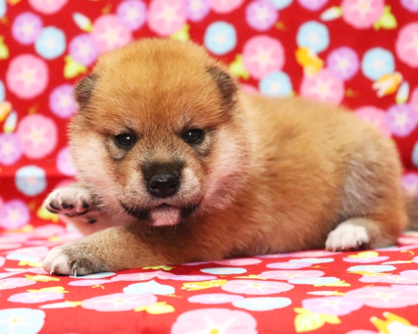 赤柴雌No2　7/20撮影　生後20日