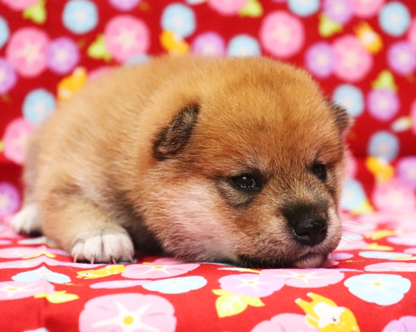 赤柴雌No2　7/20撮影　生後20日