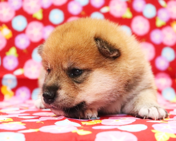 赤柴雌No2　7/20撮影　生後20日