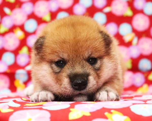 赤柴雌No2　7/20撮影　生後20日