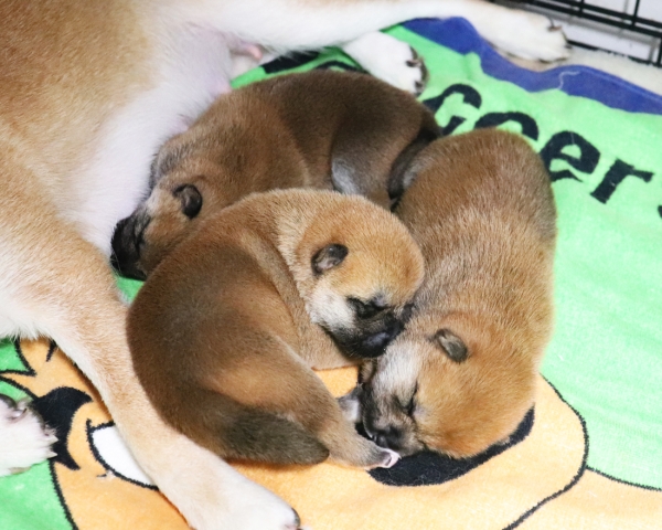 赤柴母犬紅子授乳中　7/23撮影　生後10日