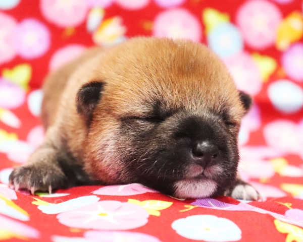 赤柴雄No1　7/23撮影　生後10日