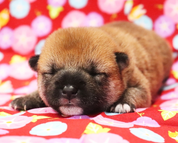 赤柴雄No1　7/23撮影　生後10日