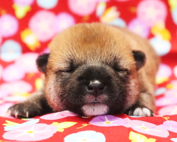 赤柴雄No1　7/23撮影　生後10日