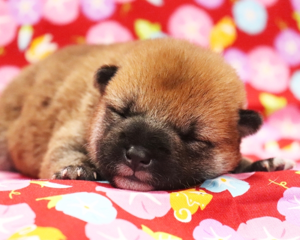 赤柴雄No1　7/23撮影　生後10日