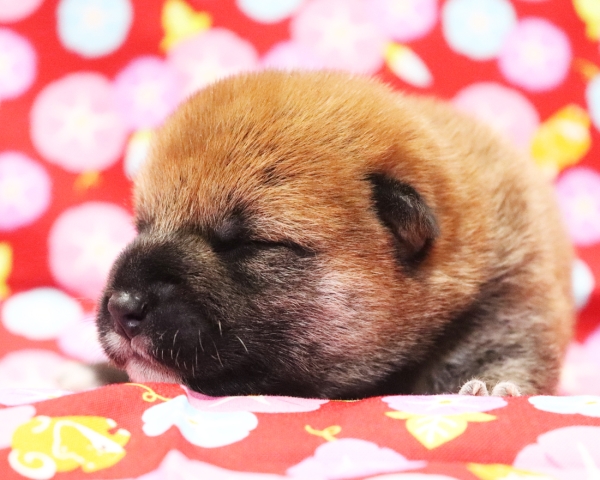 赤柴雄No1　7/23撮影　生後10日