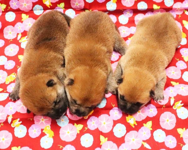 赤柴母犬紅子の子犬　7/23撮影　生後10日