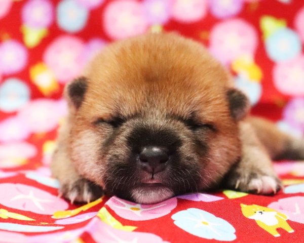 赤柴雄No2　7/23撮影　生後10日