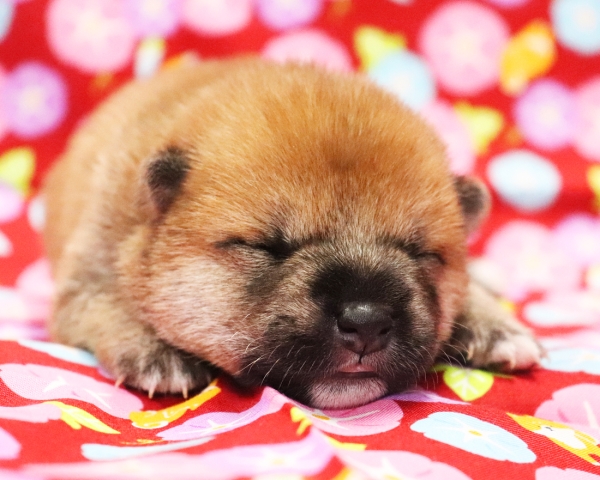 赤柴雄No2　7/23撮影　生後10日