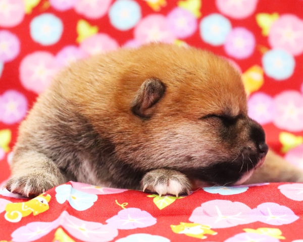 赤柴雄No2　7/23撮影　生後10日