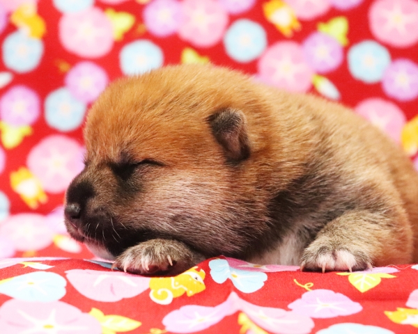 赤柴雄No2　7/23撮影　生後10日