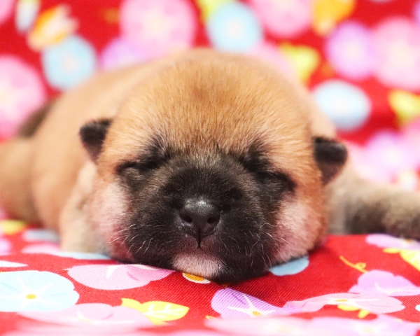 赤柴雌No3　7/23撮影　生後10日