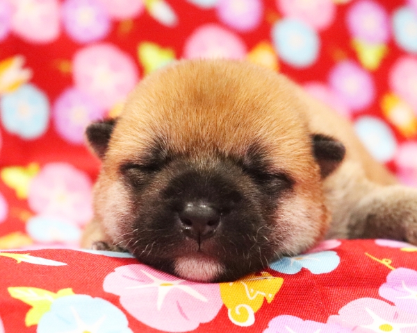 赤柴雌No3　7/23撮影　生後10日