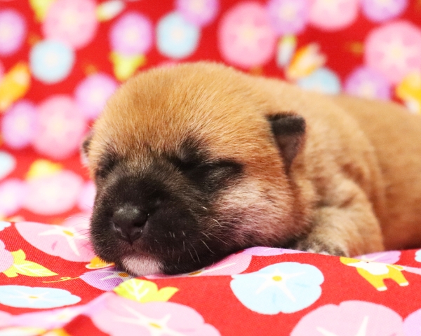 赤柴雌No3　7/23撮影　生後10日