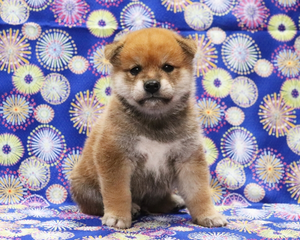 赤柴雄No1　7/30撮影　生後30日