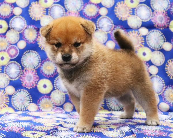 赤柴雄No1　7/30撮影　生後30日