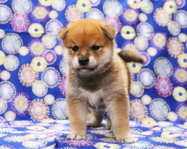 赤柴雄No1　7/30撮影　生後30日