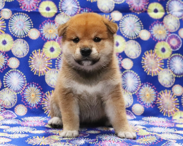 赤柴雌No2　7/30撮影　生後30日