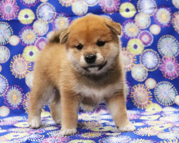 赤柴雌No2　7/30撮影　生後30日