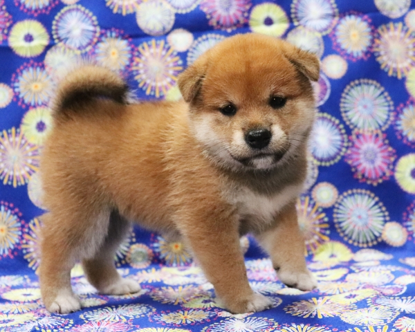 赤柴雌No2　7/30撮影　生後30日