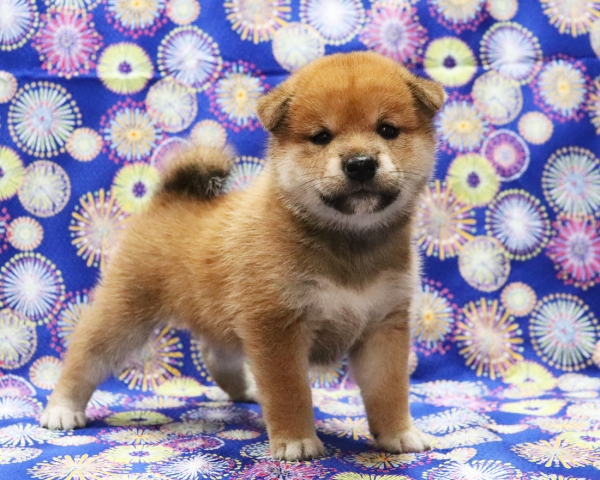 赤柴雌No2　7/30撮影　生後30日