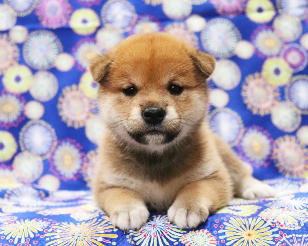 赤柴雌No2　7/30撮影　生後30日