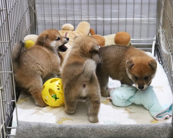 赤柴母犬びわの子犬　7/30撮影　生後30日