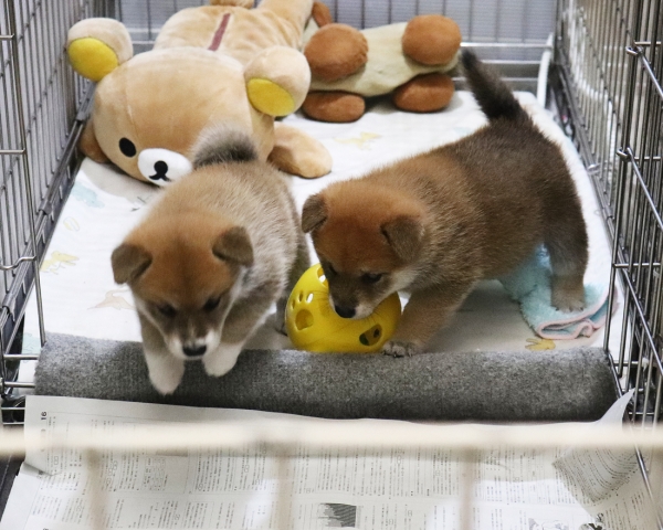 赤柴母犬びわの子犬　7/30撮影　生後30日