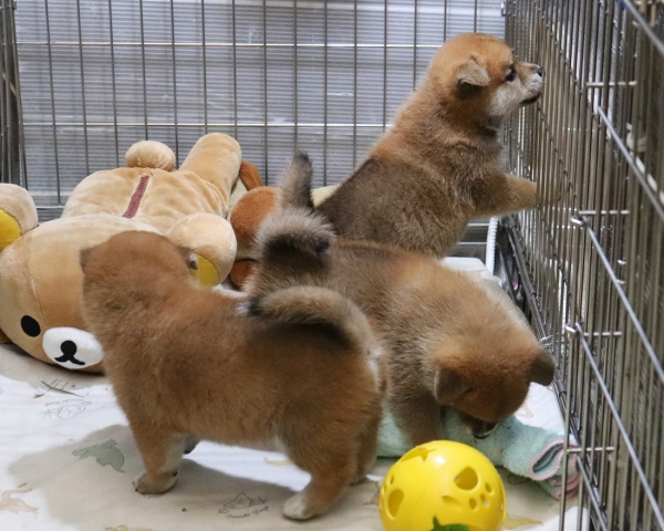 赤柴母犬びわの子犬　7/30撮影　生後30日