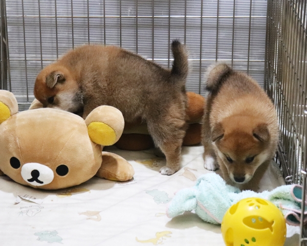 赤柴母犬びわの子犬　7/30撮影　生後30日