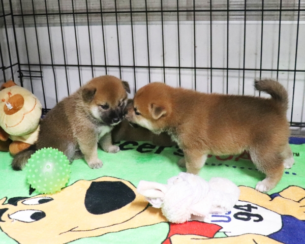 赤柴母犬紅子の子犬　8/12撮影　生後30日