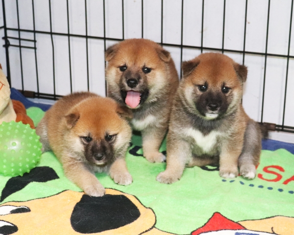 赤柴母犬紅子の子犬　8/12撮影　生後30日