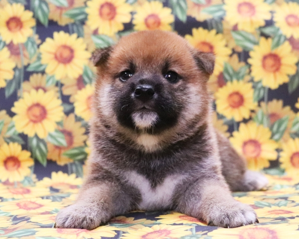 赤柴雄No1　8/12撮影　生後30日