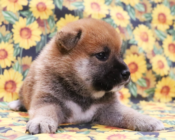 赤柴雄No1　8/12撮影　生後30日