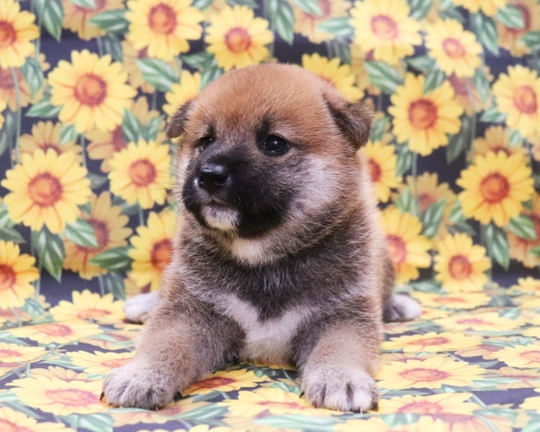 赤柴雄No1　8/12撮影　生後30日