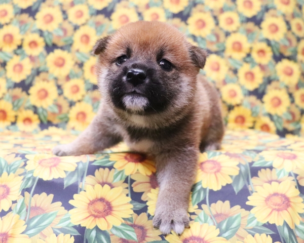 赤柴雄No1　8/12撮影　生後30日