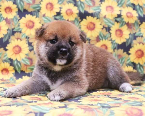 赤柴雄No1　8/12撮影　生後30日