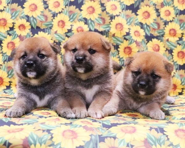 赤柴母犬紅子の子犬　8/12撮影　生後30日