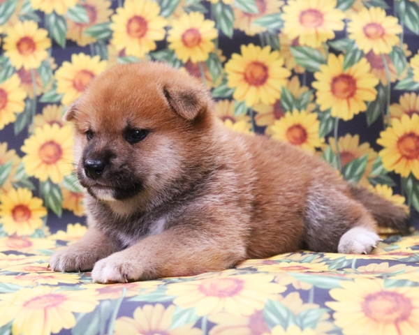 赤柴雄No2　8/12撮影　生後30日