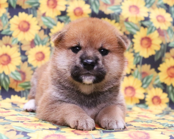 赤柴雄No2　8/12撮影　生後30日