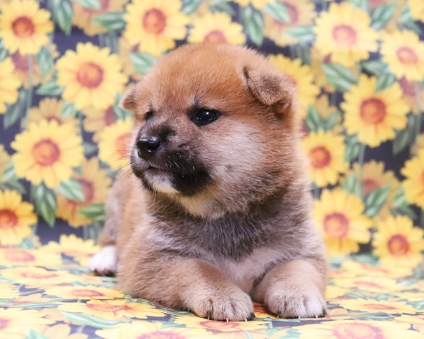 赤柴雄No2　8/12撮影　生後30日