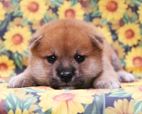 赤柴雄No2　8/12撮影　生後30日