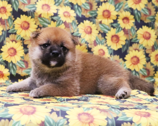 赤柴雌No3　8/12撮影　生後30日