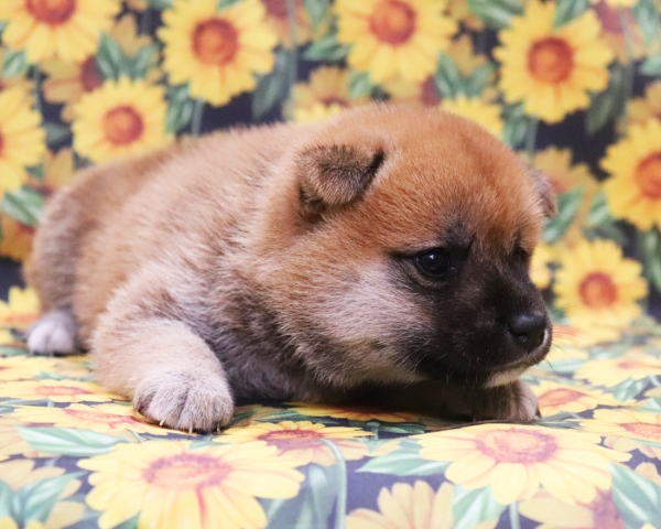 赤柴雌No3　8/12撮影　生後30日