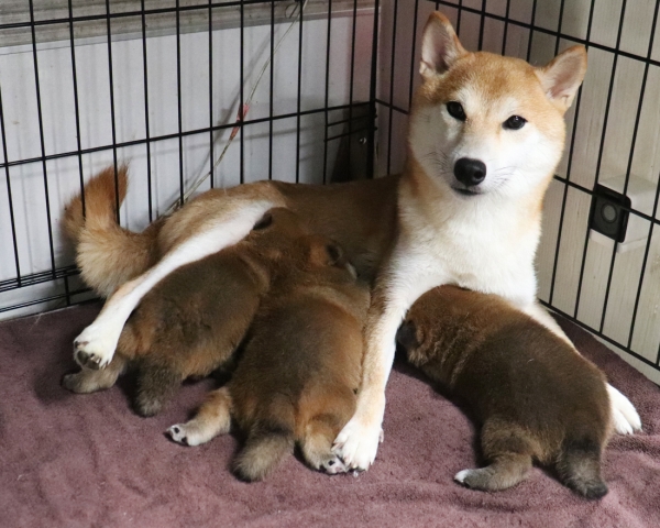 赤柴母犬紅子授乳中　8/2撮影　生後20日