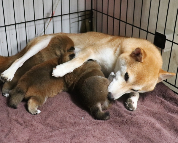 赤柴母犬紅子授乳中　8/2撮影　生後20日