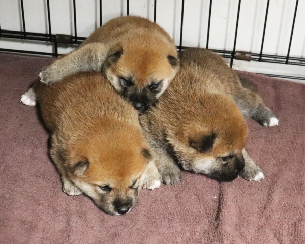 赤柴母犬紅子の子犬　8/2撮影　生後20日